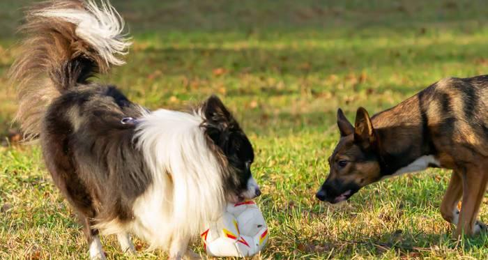 如何训练边境牧羊犬衔飞碟？（宠物爱好者必看，15个段落详解训练技巧）