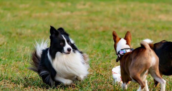 如何训练边境牧羊犬衔飞碟？（宠物爱好者必看，15个段落详解训练技巧）