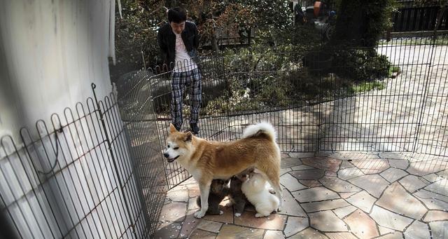 如何培养秋田犬忠诚性格（建立信任与尊重关系的秘诀）