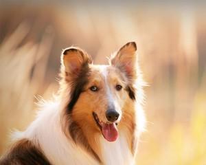 训练苏格兰牧羊犬拒食的技巧（以宠物为主，培养健康的饮食习惯）