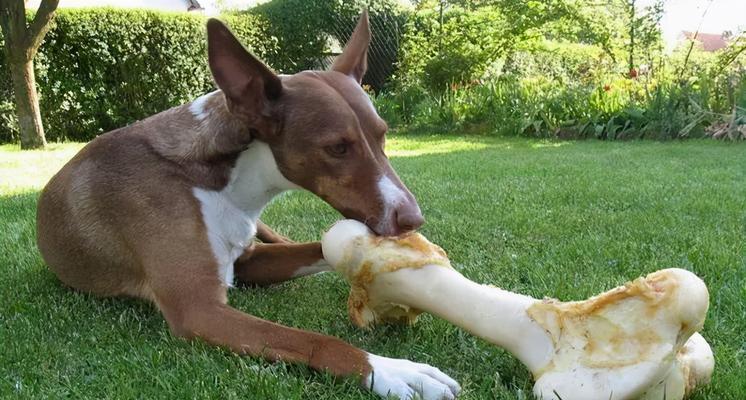 宠物主人必看！狗狗再馋也不能喂这六种食物（保护爱犬健康，远离这六种伤害）