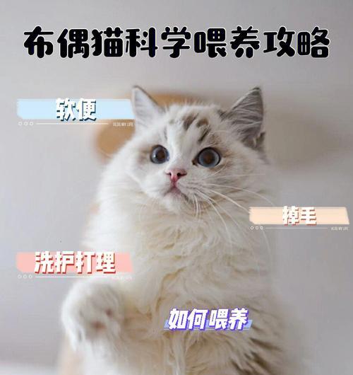 如何减少猫咪掉毛？（宠物主人必读的猫咪掉毛注意事项）