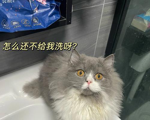 猫咪洗澡须知（宠物猫洗澡的正确方式及注意事项）