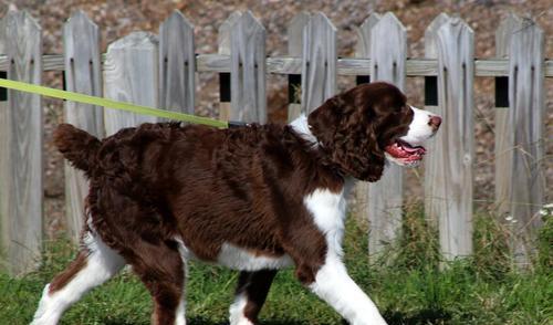 了解英国史宾格犬的健康情况（探寻史宾格犬的健康问题与解决方法）