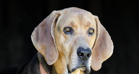 黑褐猎浣熊犬的看家能力剖析（宠物也能做好守护家园的工作吗？看看猎浣熊犬就知道了！）