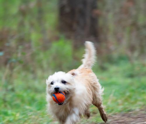 宠物饲养之责——及时制止罗福梗犬的错误行为（以爱之名，纠正宠物恶习，罗福梗犬，责任重于泰山）