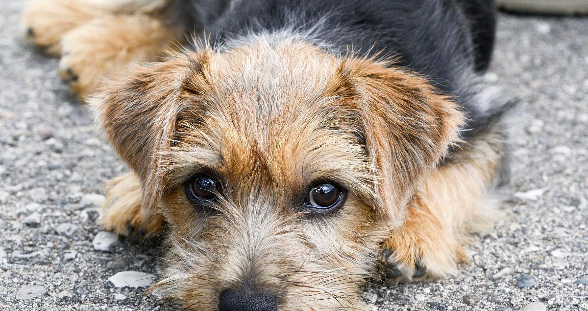 宠物饲养之责——及时制止罗福梗犬的错误行为（以爱之名，纠正宠物恶习，罗福梗犬，责任重于泰山）