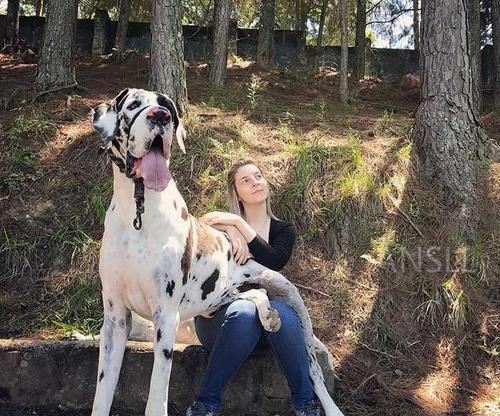 大丹犬的危险意识与自我保护（宠物犬遇到危险该怎么办？）