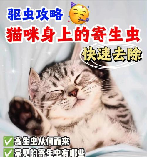 猫咪寄生虫危害大！（了解这些危害，保护你的爱宠吧！）