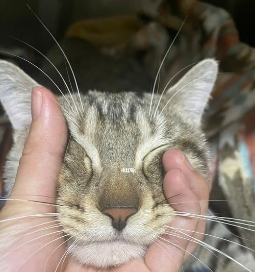 猫咪寄生虫危害大！（了解这些危害，保护你的爱宠吧！）