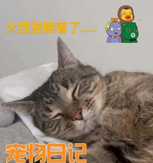 实用技巧让你的猫咪爱上睡觉，主标题（实用技巧让你的猫咪爱上睡觉，）