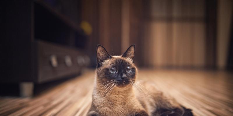 如何训练家里既有猫又有狗的宠物（让猫狗和睦相处，建立良好关系）