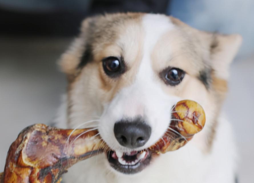 善待宠物，从喂食开始（如何避免误伤你的狗狗？）