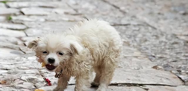 宠物犬呕吐性疾病的预防和治疗（如何正确对待宠物犬的呕吐症状）