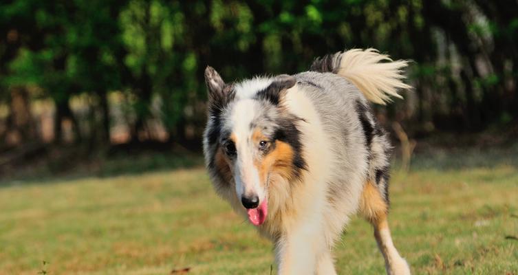 喜乐蒂牧羊犬厌食怎么办？（掌握正确的喂养方法，让宠物恢复食欲！）