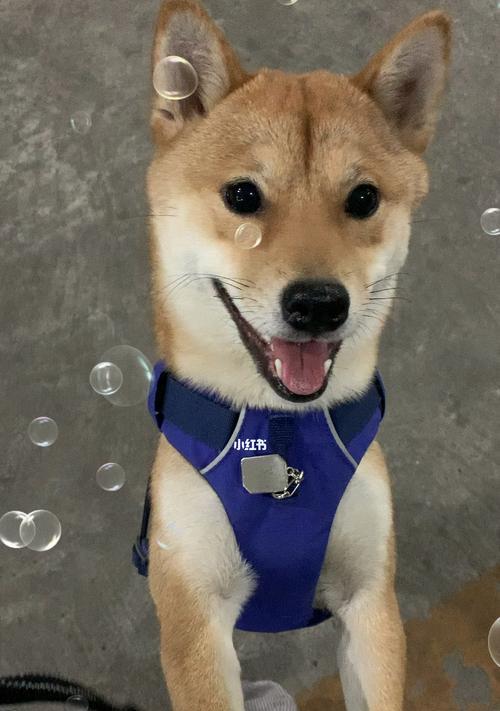 雨天遛狗必要性（为宠物健康着想，掌握正确的雨天遛狗方法）