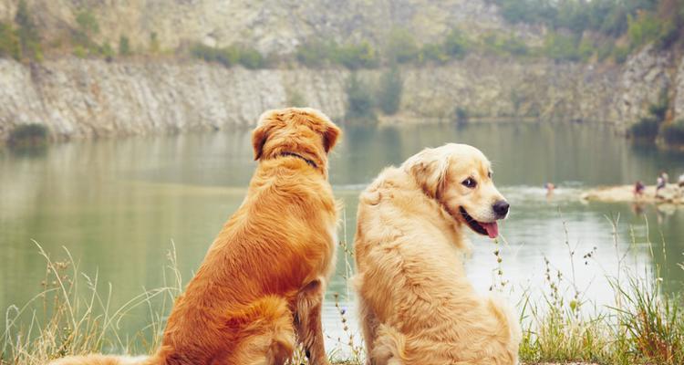 夏季如何简单增加金毛犬的食欲？（金毛犬夏季食欲不振？教你五招增食！）