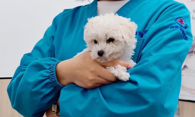 小狗第一次打疫苗需要注意的事项（宠物养护）