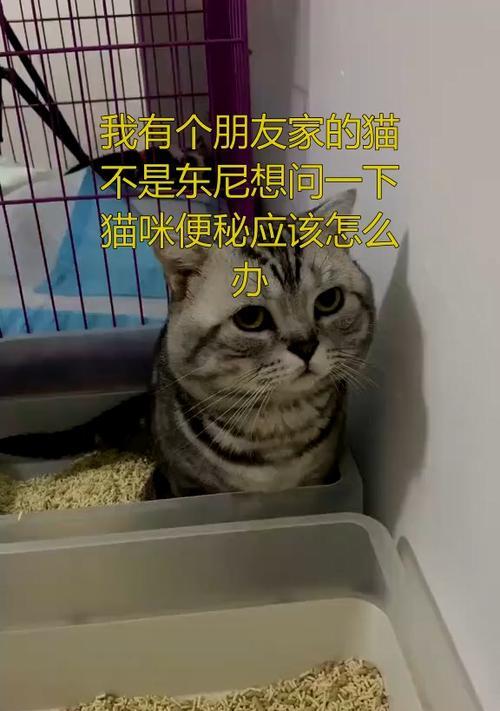 小猫便秘怎么办？（以宠物为主，用药为，让小猫健康快乐生活）