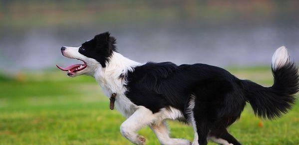 边境牧羊犬的饮食习惯（以宠物为主，营养均衡才是关键）