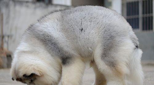 阿拉斯加雪橇犬训练的十对十错（探寻如何训练出性格温顺、能力强大的宠物雪橇犬）