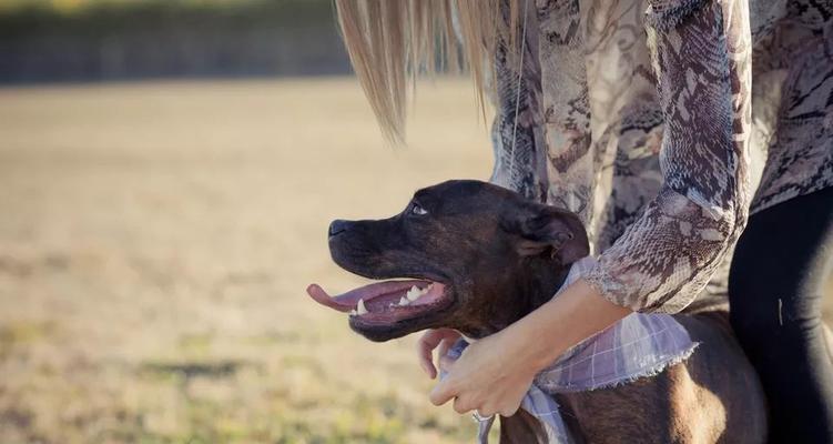 如何保养比特犬的爪部（为您的宠物提供舒适的步态）