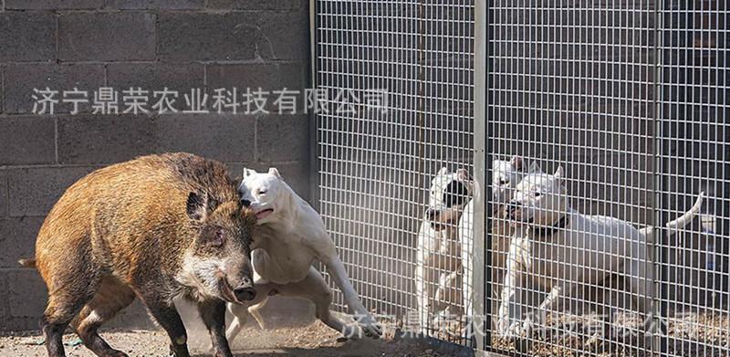 如何训练杜高犬拒食非主人给的食物？（以宠物健康为主，教你几招！）