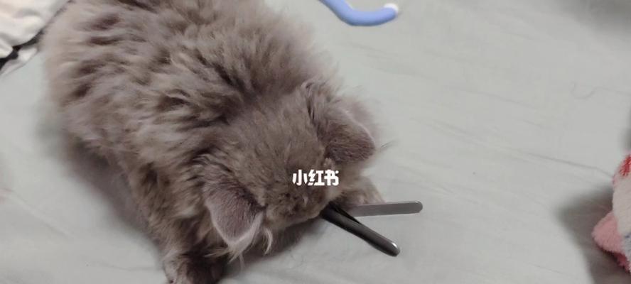 如何给你的宠物猫剪指甲？（小猫什么时候可以剪指甲？——）