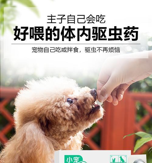 小猫什么时候可以开始打驱虫药？（宠物养护中的必备知识）