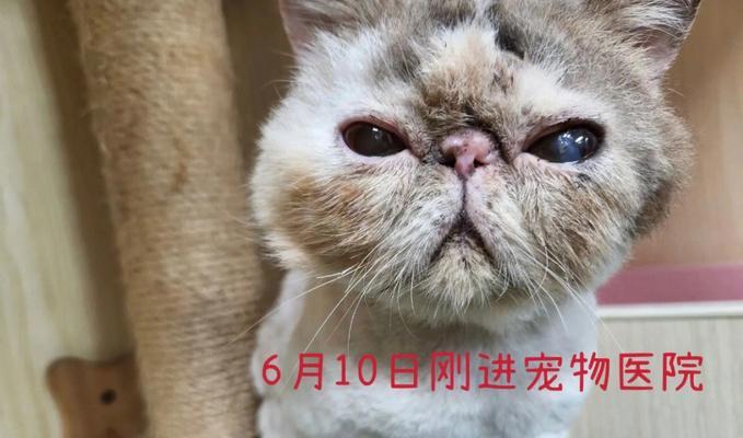 探究小猫咪突然死亡的原因（揭秘宠物猫死亡背后的真相）