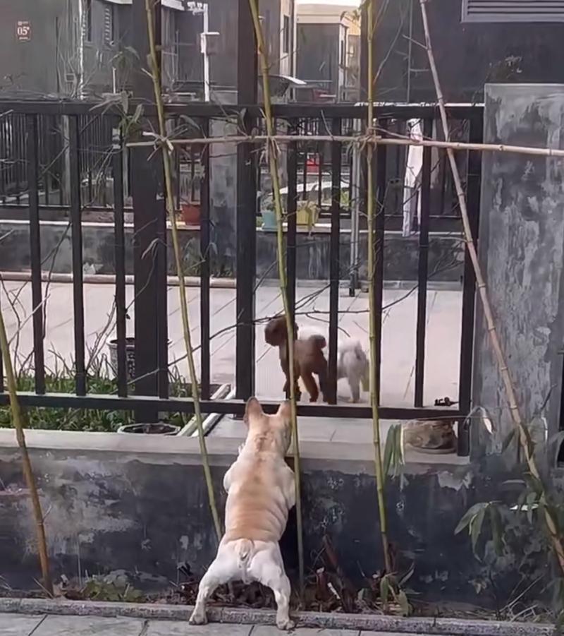 小泰迪狗打架怎么办？解决犬只打斗问题（宠物饲养中的常见问题及解决方案）