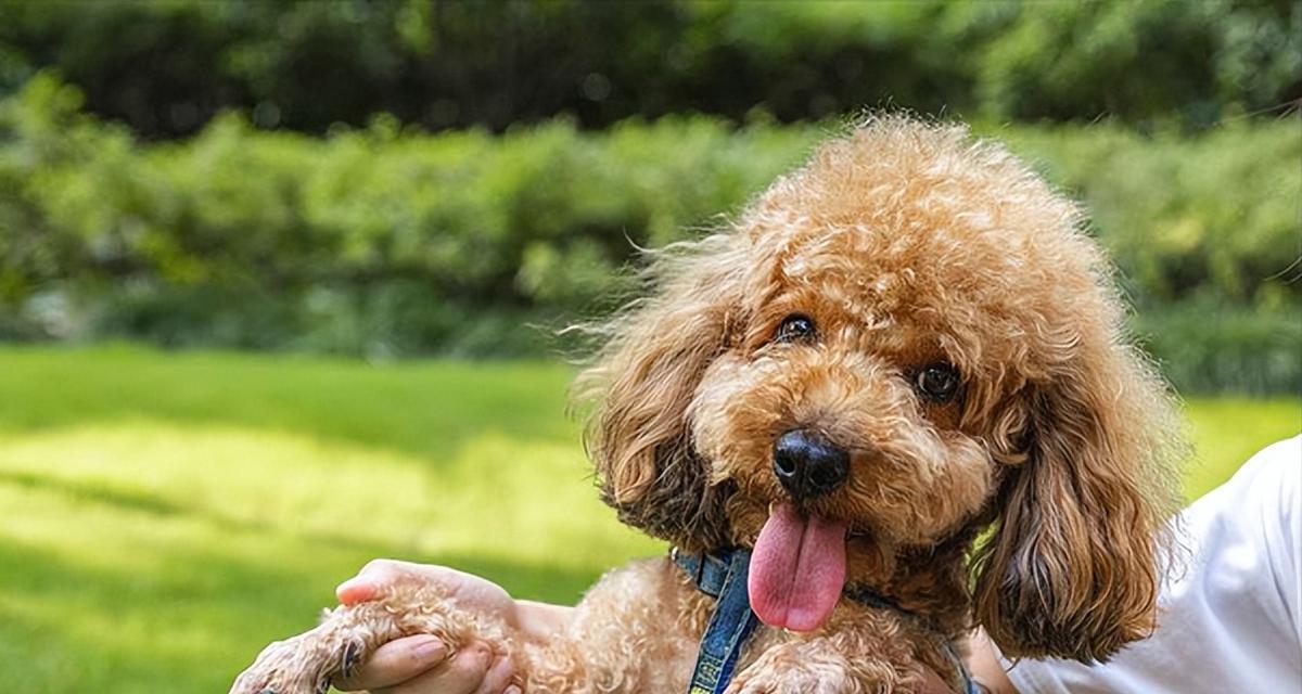 小泰迪狗打架怎么办？解决犬只打斗问题（宠物饲养中的常见问题及解决方案）