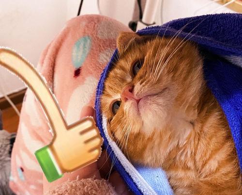 新生小猫呼吸困难的应对方法（如何帮助宠物度过呼吸窘迫危机）