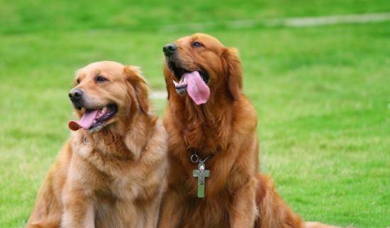 市面上金毛犬价格调查（探究金毛犬价格的因素以及如何选择一只适合自己的宠物）