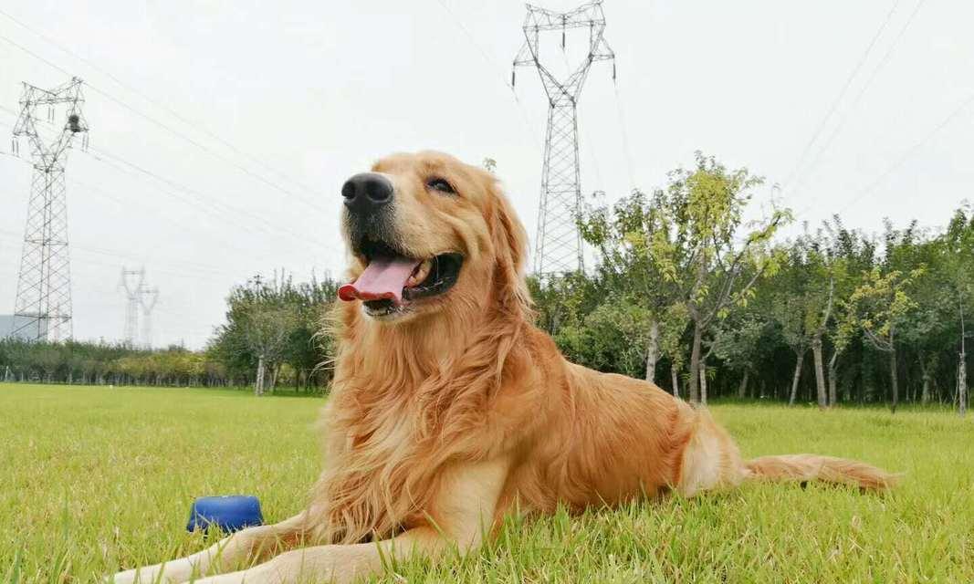 市面上金毛犬价格调查（探究金毛犬价格的因素以及如何选择一只适合自己的宠物）