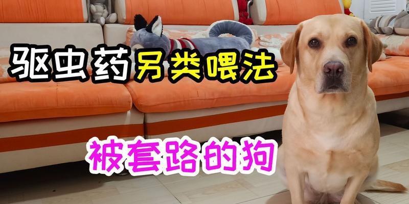 幼犬吐了驱虫药怎么办？（宠物的健康需要我们的关注）