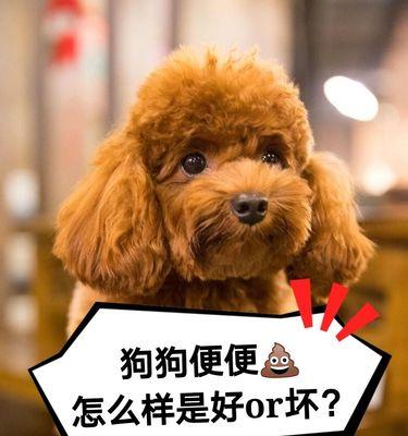 如何降低幼犬狗狗便便的臭味？（为你的宠物犬打造一个舒适健康的生活环境）