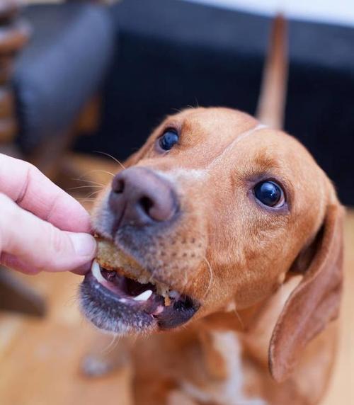 如何照顾老年犬（宠物医学专家教你老年犬的养护之道）