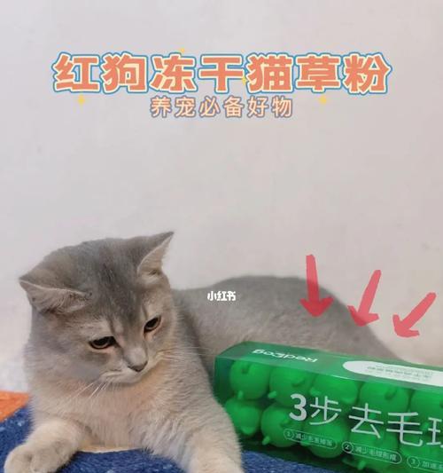 怎么治疗猫咪呕吐？（宠物爱护大全，看这里！）