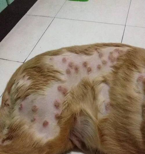 宠物湿疹防治全攻略（用图片了解狗狗湿疹的种类和防治方法）