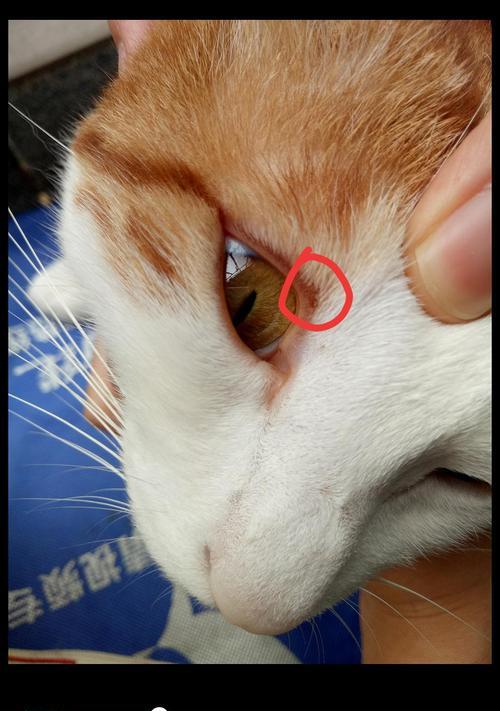 一只猫的无眼世界（探寻失明猫的生活、行为和情感特征）