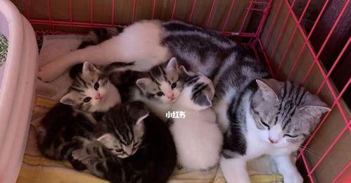 为什么以猫一窝就生二个小猫是正常现象？（探究猫咪繁殖生理与品种差异）