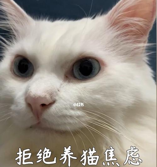 猫咪鼻子有声音该怎么办？（宠物健康问题解答）