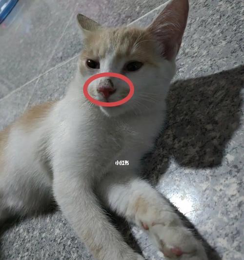 猫咪鼻子有声音该怎么办？（宠物健康问题解答）