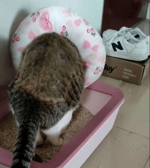 宠物猫不会使用猫砂盆怎么办（从教育、卫生、饮食三方面入手，让您的猫爱上猫砂盆）
