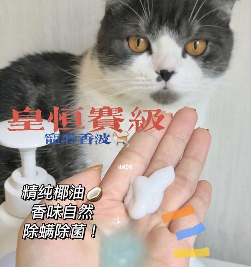 猫咪掉毛时能否洗澡？（探讨猫咪洗澡的正确姿势和时机；）