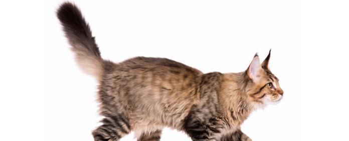 揭秘猫咪为何会腹部抖动和尾巴抖动？（探究猫咪身体语言的奥秘，了解宠物的情绪变化和健康状况）