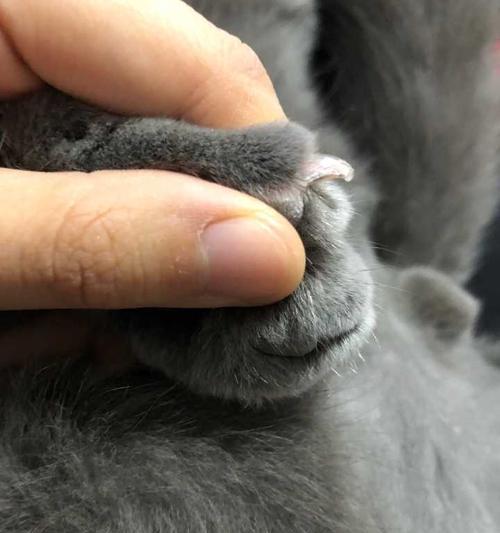 如何帮助猫咪脱去指甲鞘？（宠物猫咪指甲问题解决方案）