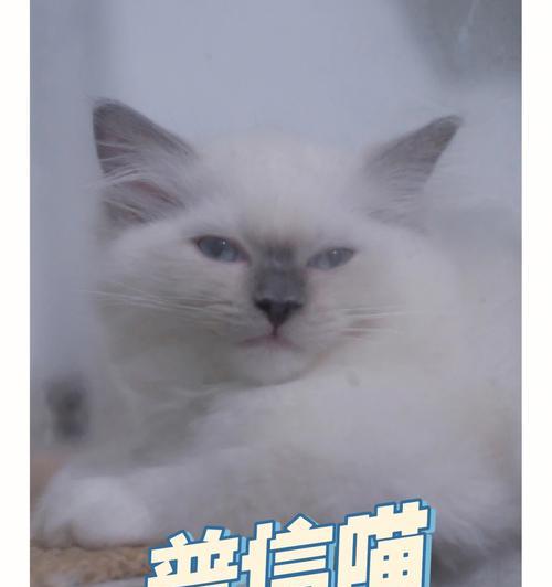 探寻猫咪网论坛网红猫咪的魅力（揭秘猫咪网论坛的宠物明星）