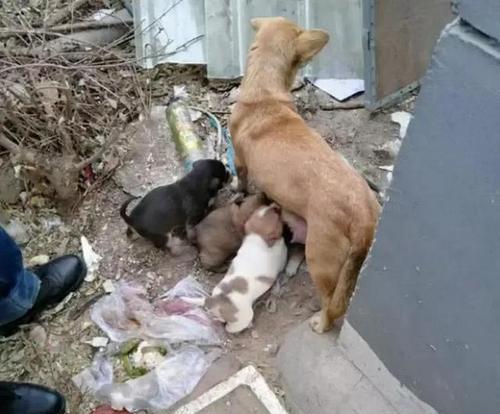 母狗生完小狗，需要注意饮食健康（宠物饲主必读，如何科学喂养妈妈狗和小狗？）